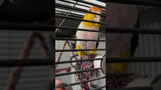 Cute parrot saying peekaboo