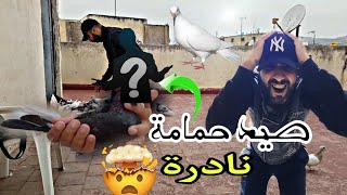 صيد حمامة من نوع نادر ولون رائع 🤯😲 تبعو فيديو وشوفو كيفاش شديتها 😱