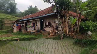 Di Rumah Tengah Sawah Inilah. Kami Singgah Dan Berteduh Menikmati Suasana Hujan Yang Desar