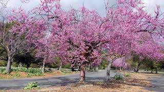 Cherry blossom tree