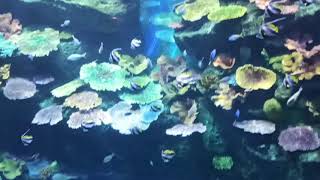 Sea life bangkok ocean world | Thailand #shorts