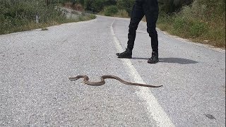 Λαφιάτης περνάει το δρόμο στην Εύβοια - Snake crossing the road