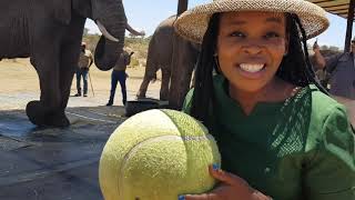 Adventures With Elephants in Limpopo | LERATO LEFAFA