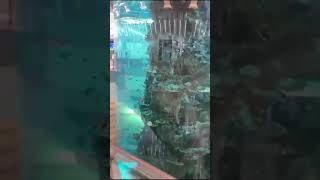 Sekarang ada Aquarium Terbesar di Bandara Internasional King Abdul Aziz Jeddah Arab Saudi