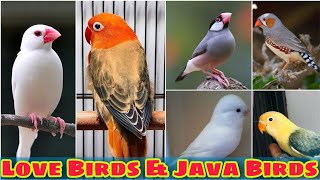 Birds prices | all birds prices | love birds price update | Ep 2