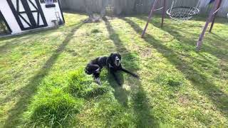 A Boy In His Yard