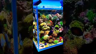 coral reef #feeding #fish #shorts