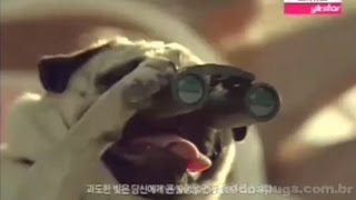 Mizsarang (미즈사랑) parte 3 - Comerciais de TV - Compilação de 4 Propagandas com Pug