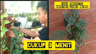 cara memperbanyak monstera janda bolong dengan mudah