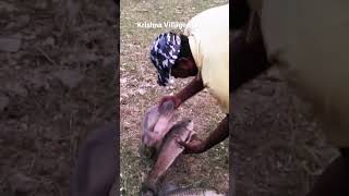 BiG Rohu🎣🐟 Fishes Catching with Single Hook#Shorts#Shortvideos#youtubeshorts#