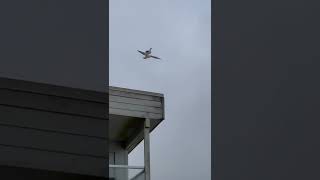 Bird Hitches a Ride On Another Bird, Just Like A Space Shuttle On A Plane