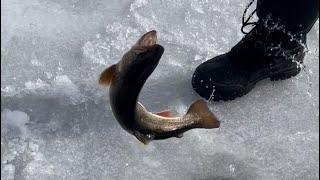 Catching splake and brook trout ice fishing