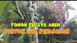 Pohon Pepaya Aneh Muncul di kebun ku. Pengen tahu...?