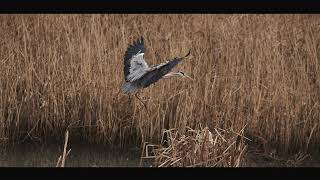 The Art of Patience: Wildlife Photography of Gray Heron