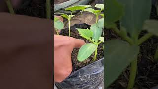 Growth of Cucumber seedlings #plants #garden #harvest #cucumber #farming #organic #horticulture