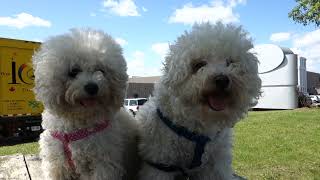 Bichon Frise - two of them!  Taken with the Sony RX100