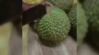 Durian ioi