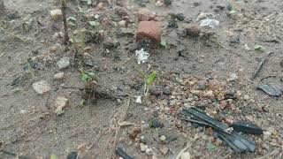 coriander seeds germination