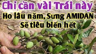 Bài thuốc trị đau họng, ho lâu năm, sưng AMIDAN, tắt tiếng, khô cổ. PHAN HẢI Vlog.