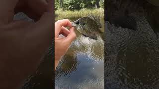 #Conservation of #Wildlife #shorts #humor #funny #catchandrelease catchan