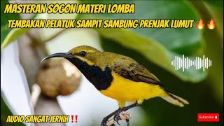 MASTERAN SOGON MATERI LOMBA TEMBAKAN RAPAT PELATUK SAMPIT SAMBUNG PRENJAK LUMUT🔥🔥#sogon #sogonbahan