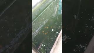 1 bulan di kolam, langsung keluar burayak ikan molly golden black