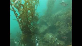 Swimming with a School Of Broomtail Grouper!! California Spearfishing 2023!