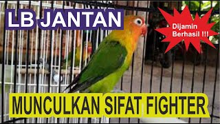 CARA MENGELUARKAN SIFAT FIGHTER LOVEBIRD JANTAN UNTUK LOMBA