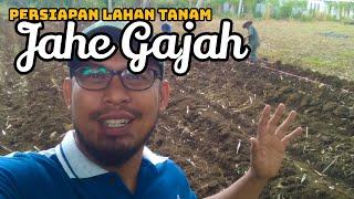 Pengolahan Lahan Jahe Gajah