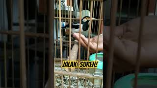 JALAK SUREN ! #jalak #jalaksuren #jalakmania #birds #kicaumania