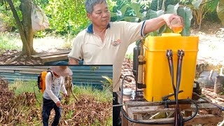 AKI NANGKA KURANG SIHAT, AKI ATOI TULONG AKI NANGKA SPRAY RUMPUT DI KEBUN,