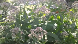 My wildflower garden July 24 2011