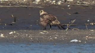 Habicht Beobachtung an einem abgelassenen Teich / Mühlbach _ #Vogelbeobachtung