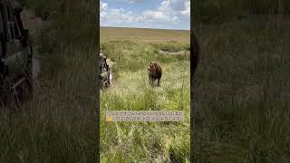 #jungle #king #helping #toyota #landcruiser #stuck in #maasaimara #kenyawithhalfmaasai #travel #wild