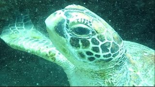 Surprise Shark Encounter While Snorkling