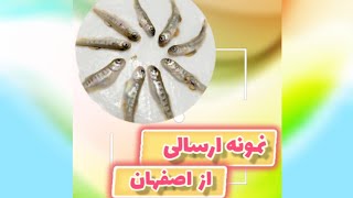 با همدیگه مراحلی که روی یک نمونه ماهی انجام میشه رو ببینیم.