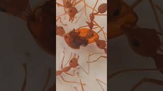 Close up of Ants dismantling a beetle #reels #ants