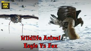 Wildlife Animal Video Eagle Vs Fox Amazing Fox and Eagle Fighting 4k Video