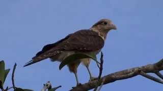 Yellow-headed Caracara (Milvago chimachima)