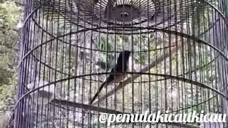 Pancingan dan terapi murai batu di pagi hari agar tambak gacor/faiter#pemulakicaukicau