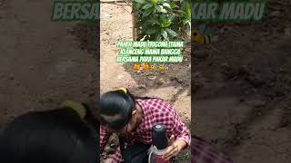 tutorial panen madu trigona itama yang praktis #trigonaitama #flowers #shorts