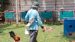 TEMANKAN AKI NANGKA BAGI AYAM MAKAN DAN MENJULUK BUAH PULUR //