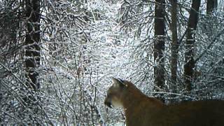 Winter Cougar