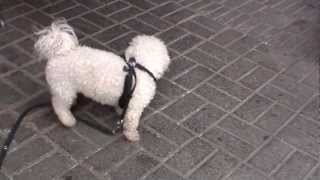 Downtown Bichon - Too Much Action!