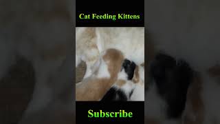 Mom Cat Feeding Her Kittens #Viral #Shorts