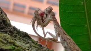 Indian Bark Mantis(humbertiella genus)hunts down a common house gecko(Hemidactylus frenatus)#mantis