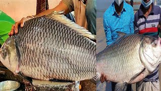 Huge fish weighing 15 kg - fish Cutting video | Indian fish Market | Bangladesh Pakistan fish market