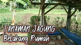 MAKIN BETAH DI KAMPUNG💚Melihat Tanaman Jagung Kebun Belakang Rumah ❗