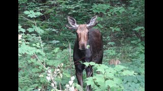 Moose encounter