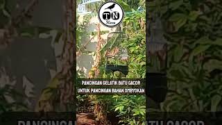 Pancingan gelatik batu gacor untuk pancingan bahan ombyokan #gelatikbatu